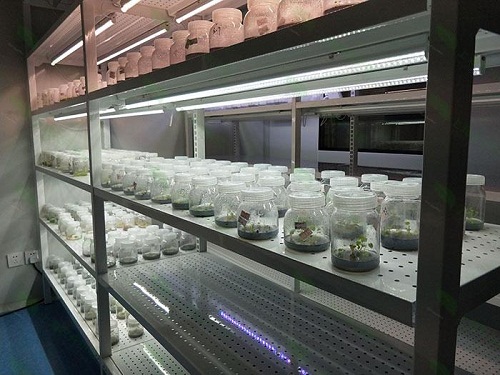 古县植物组织培养实验室设计建设方案